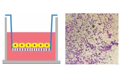 Transwell Microscope 易科生物-实验外包