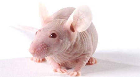 裸鼠移植瘤模型